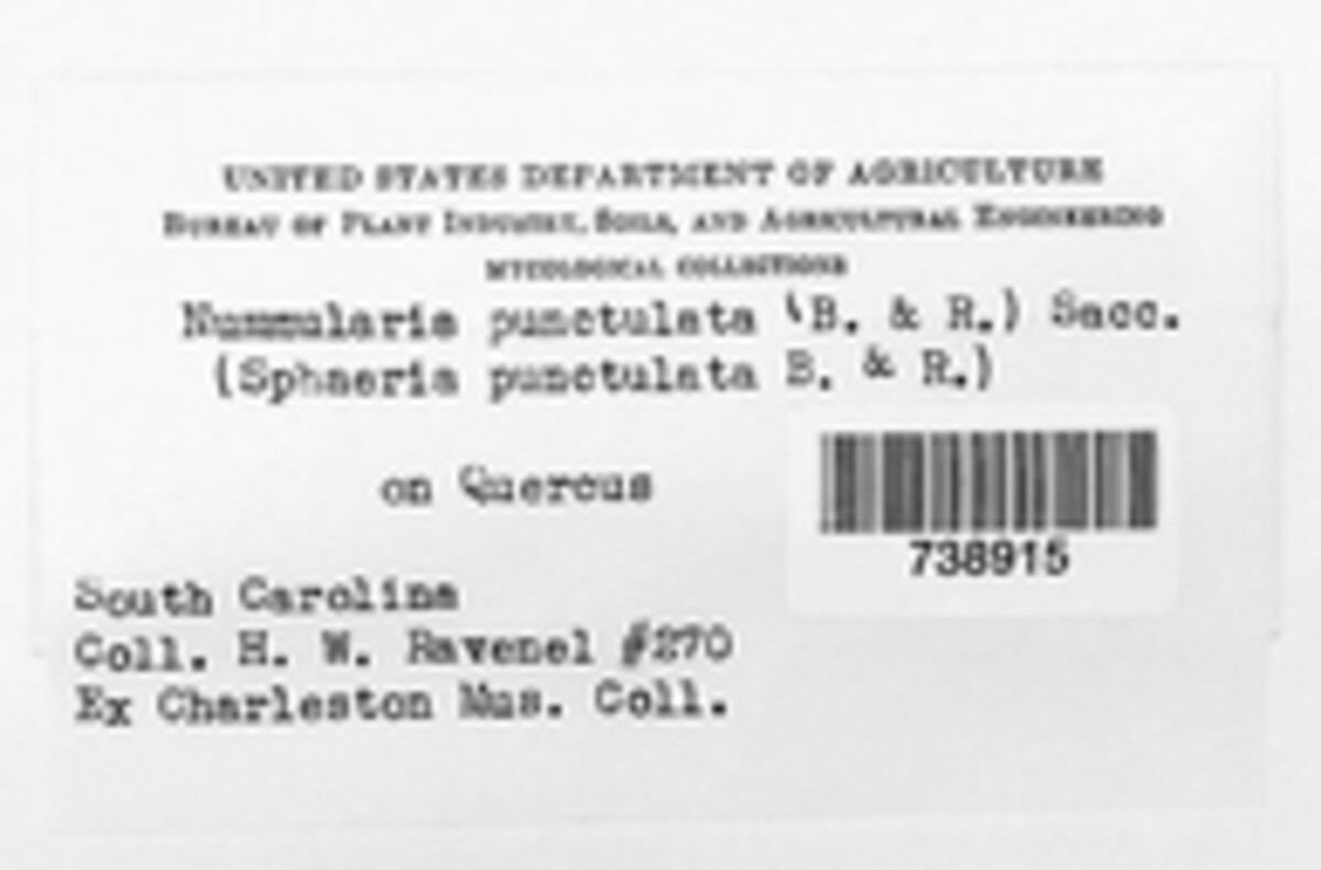 Camillea punctulata image